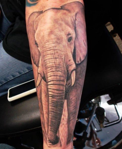  elephant tattoo forearm